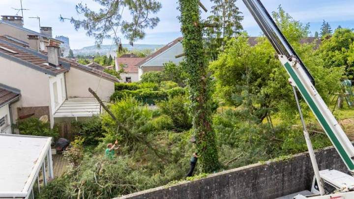 Abattage d'un arbre couvert de lierre entre les maisons
