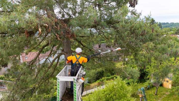 Élagueur dans la nacelle taillant un pin à la perche