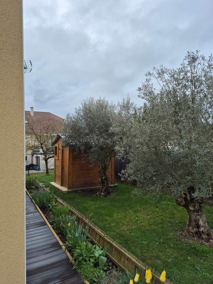 Deux oliviers avant la taille